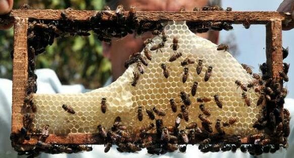 Desi Village raw Organic Honey (100% Pure) 250gm
